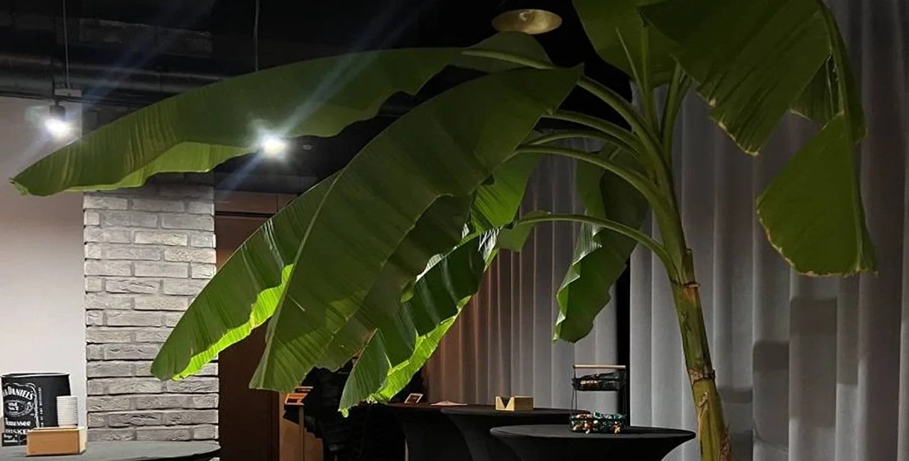 Обстановка внутри площадки: Хелиус-Upgrade (Сочи)